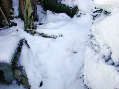 Begonia bed