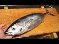 √1000以上 マグロ 稚魚 大きさ 324582-マグロ 稚魚 大きさ