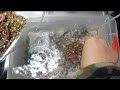 【印刷可能】 イソメ 飼育 餌 318853-イソメ 飼育 餌