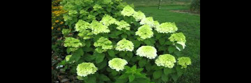 White Hydrangea Flowers For Sale - Maybe you would like to learn more about one of these?