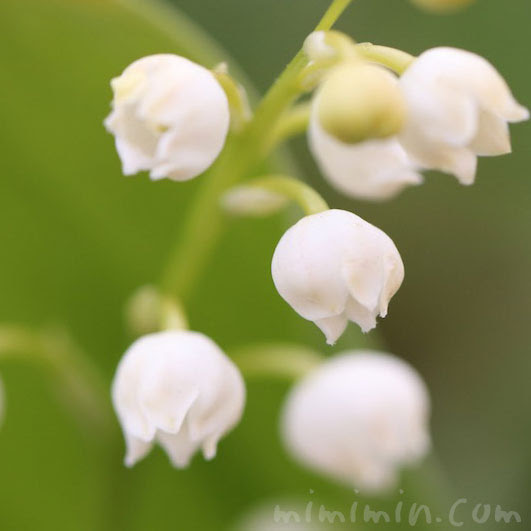 スズラン 鈴蘭 の花の写真 花言葉 みみみんブログ