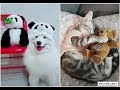 Cute Dogs and Cats Doing Funny Things #2 [Lovely Pet Lover]