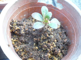 ツツジの植え替え 薮の熊ブログ