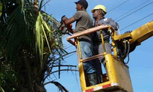 Intenso es el trabajo de la poda de árboles