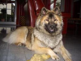 Eurasier pris
