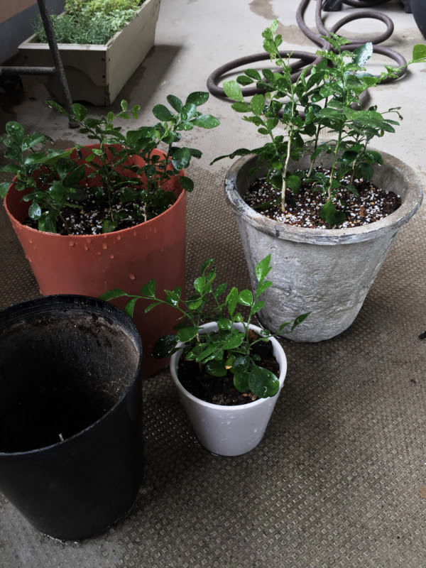 3 3 シルクジャスミン ゲッキツ 俺流の育て方 植え替え 躁うつ病とポジティブに付き合う オトコのボタニカルライフ