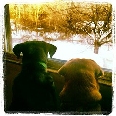 Someone apparently missed the STOP sign and thought our neighbor's trees were the road. Tut & Sophie are keeping an eye on the scene....