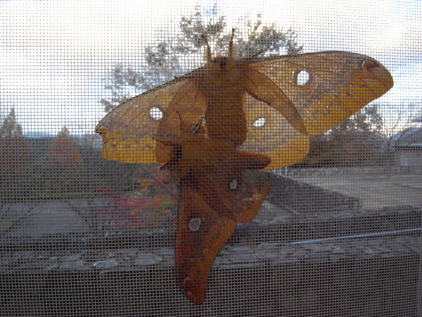 南但馬自然学校 自然のページ