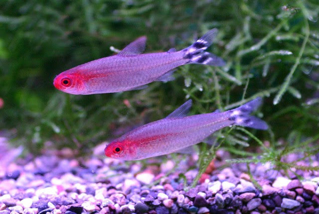 悪臭発生その前に 水槽のメンテナンス方法 熱帯魚 アクアリウム情報マガジン