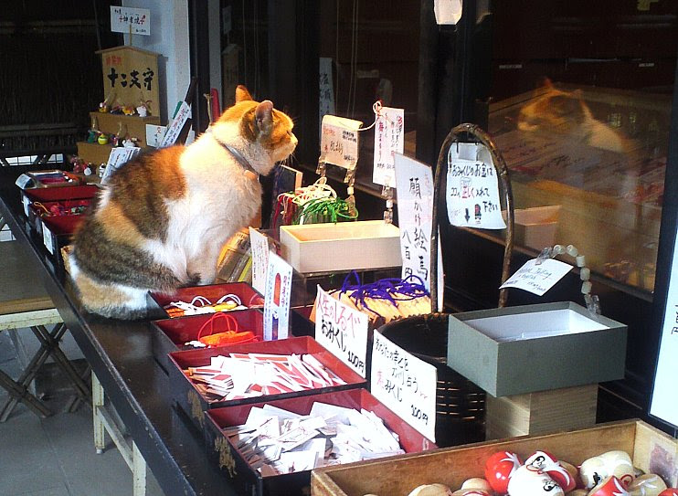 屋内に入りたい猫 愛宕神社の冬の日 なんでもreview ｂ級カメラ道