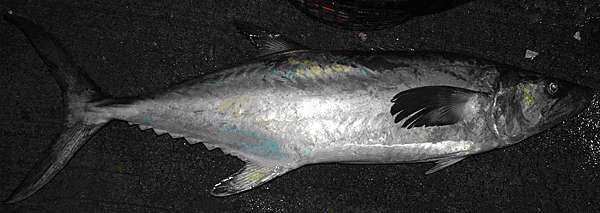 鰆魚 湧升海洋部落格 痞客邦