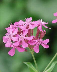花 シレネ 5月9日の花と花言葉 シレネ 魅る魅るガーデニング