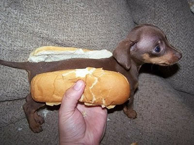 Hot Dog Dog. I don't remember where I found this. Now I do.
