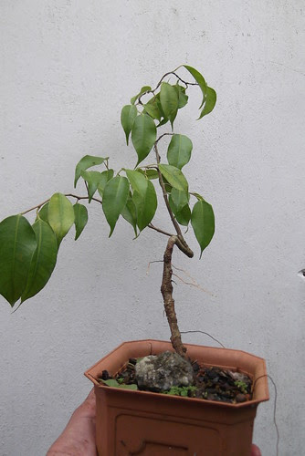 DSCF1001