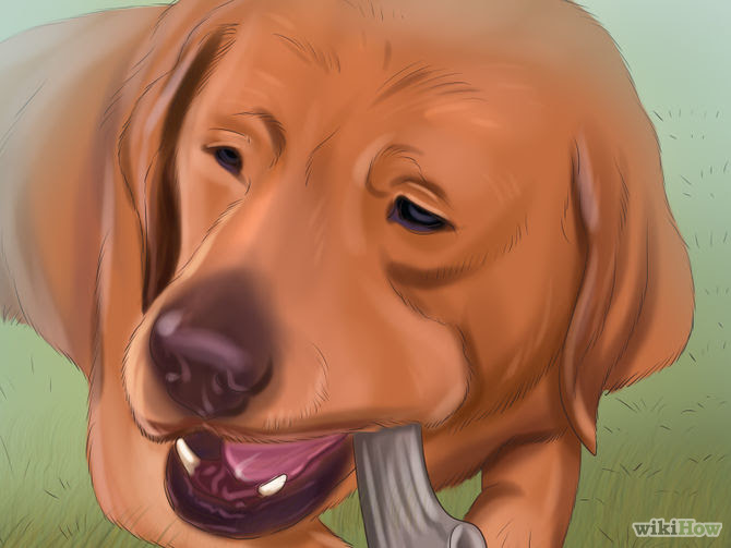 Keep Your Dog's Breath Fresh Step 8.jpg