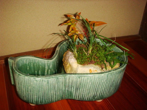 pot bonsai