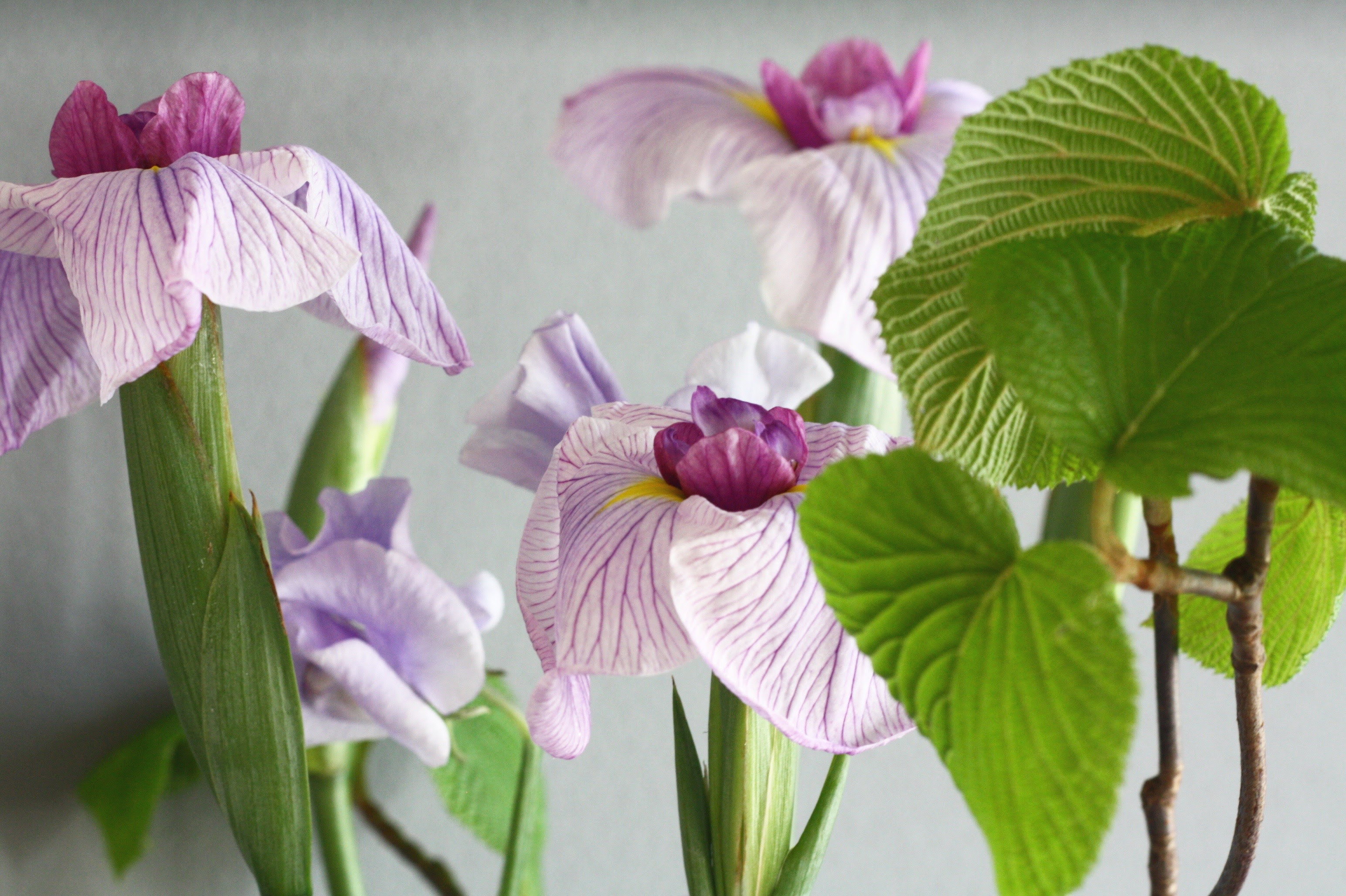 端午の節句 休日を丁寧に過ごす花菖蒲のお稽古 いけばなfactory