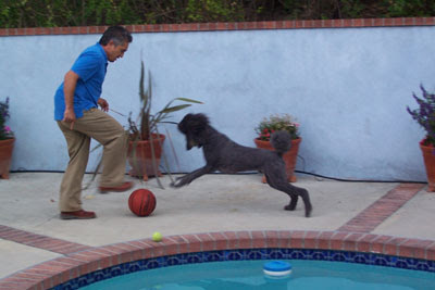 Dog Whisperer Segments