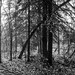 www.wanderinginfairbanks.com