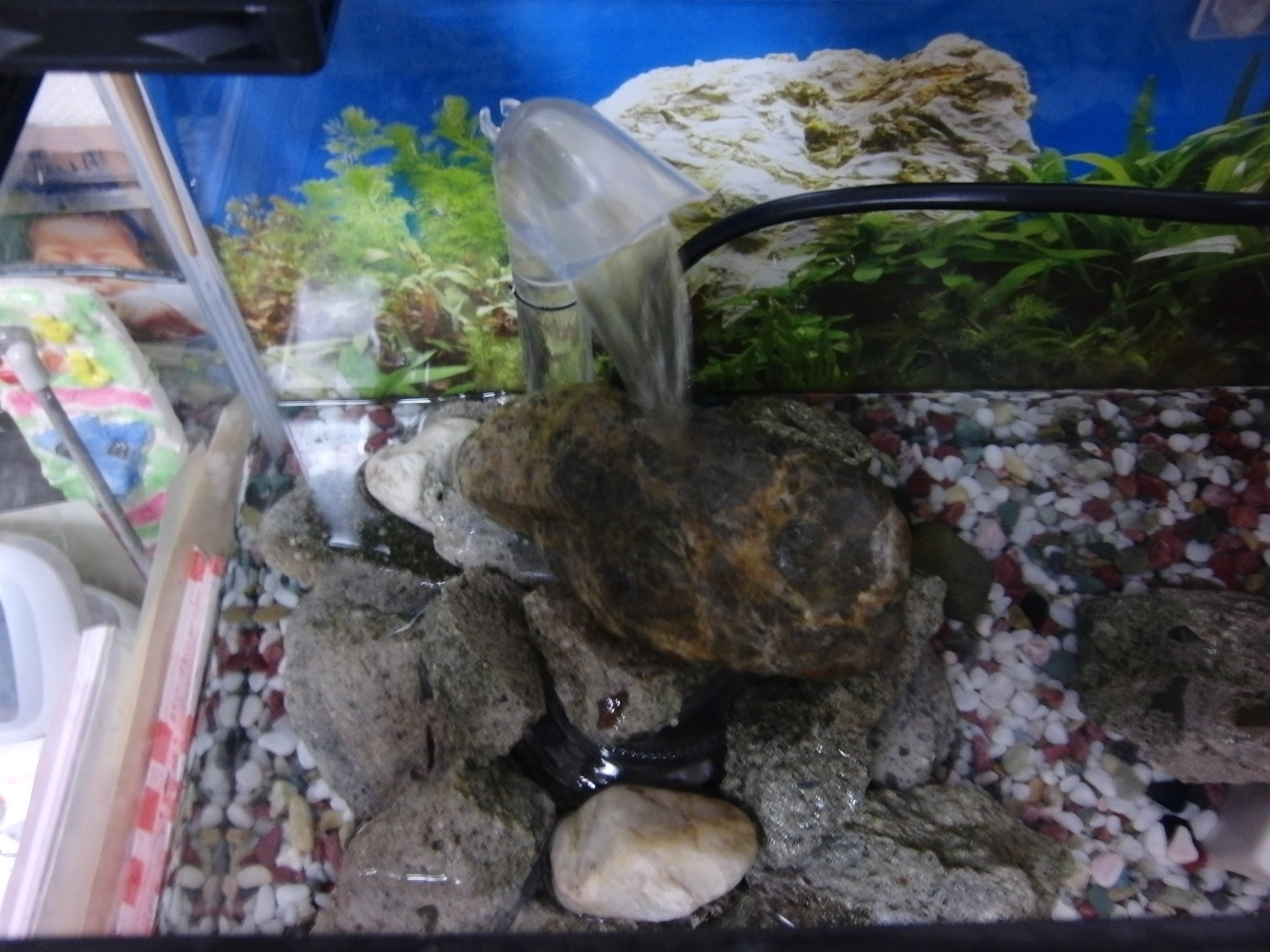 サワガニの飼育 Phobosのつぶやき