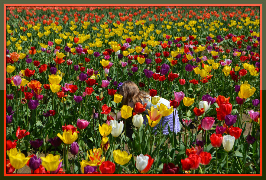 tulips_little_girl_glossy_frame