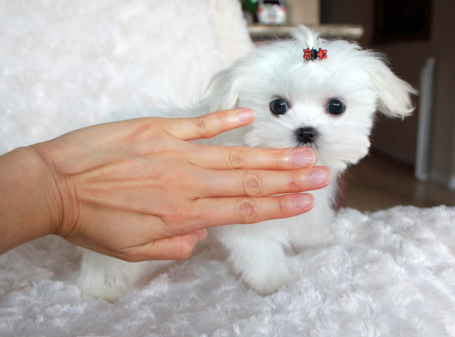 Micro Teacup Maltese Puppy for sale!! Buy Teacup Maltese