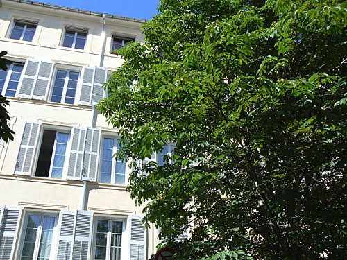 arbre et immeuble.jpg