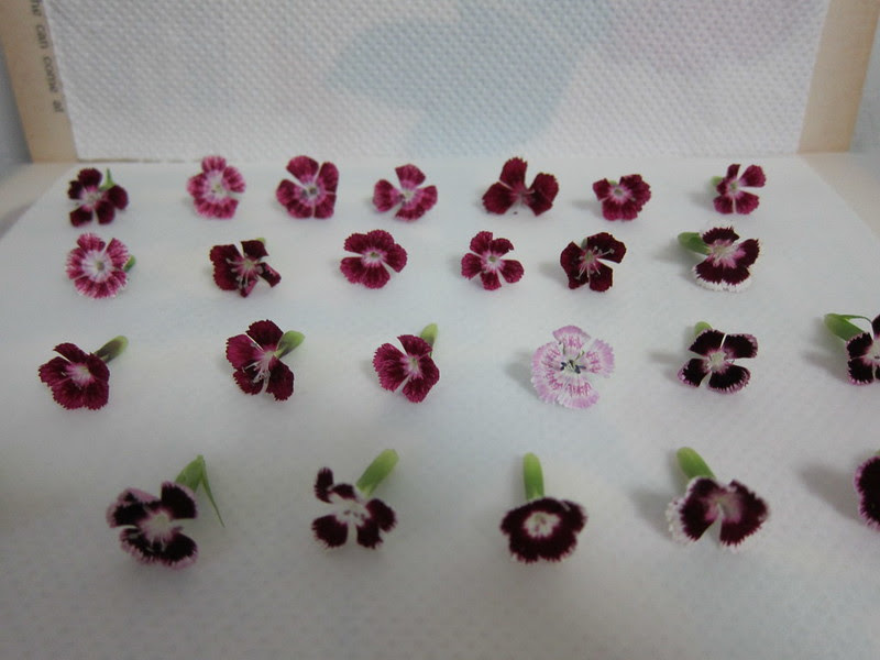 Flowers Pressing