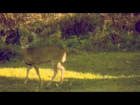 Nikon D3200 dslr deer video adobe after effects cs5.5 warp stabilizer
