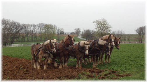 Amish neighbor plowing on Kraybill Church Road 4/25/14 (click to enlarge)