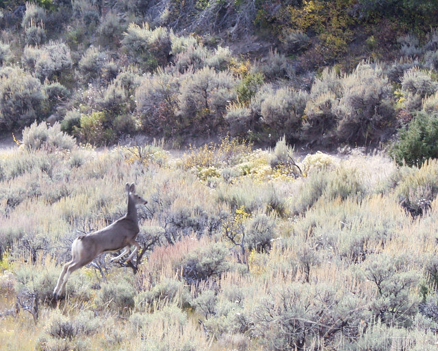 Deer 3