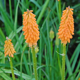 トリトマ 新 花と緑の詳しい図鑑