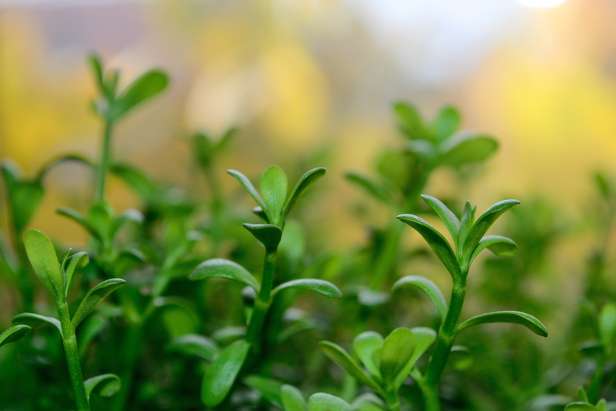 brahmi