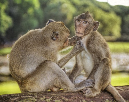 animals photos