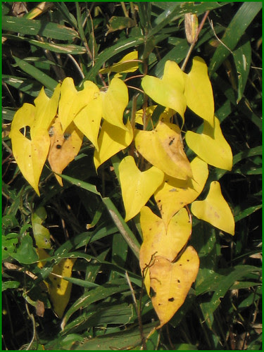 08 yellow hearts