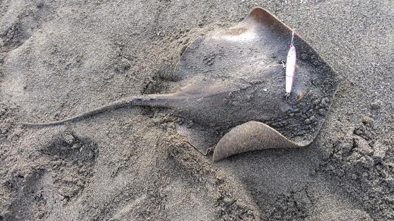 延岡サーフでアカエイ の釣果 17 12 28 みやつり