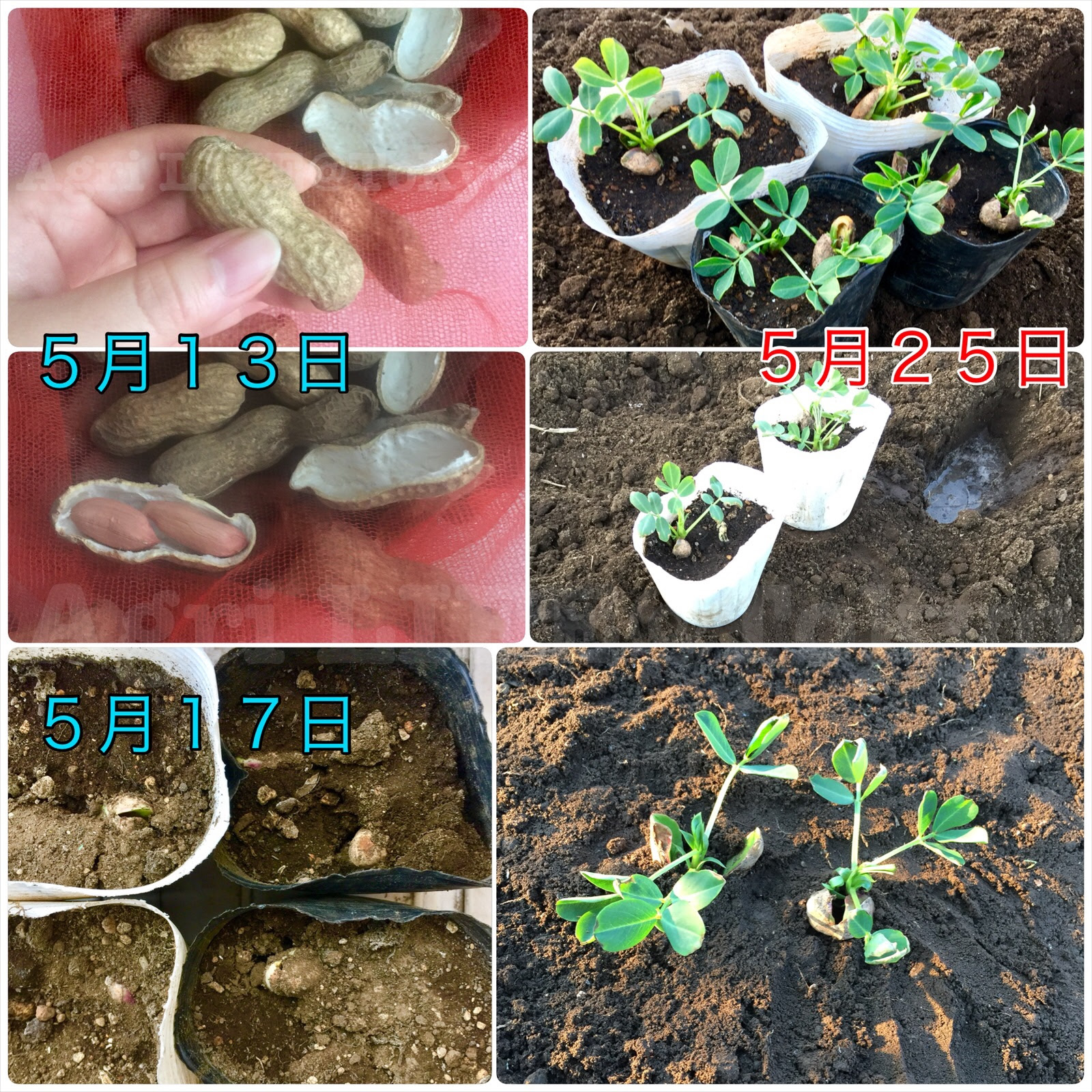 ジャンンボ落花生 乾燥して置いたものを植えた 発芽率も問題なし 農悩toあぐりlife Tokyo