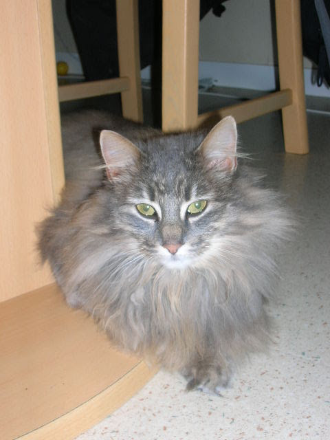 Maine Coon Ou Angora Forum Chats