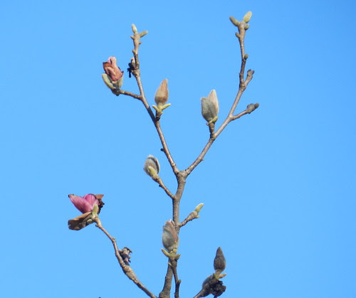 naturenoteDSCN4455