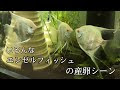 [最も共有された！ √] エンゼルフィッシュ 産卵 食べる 349694-エンゼルフィッシュ 産卵 食べる