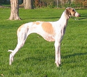 Caravan Hound Top Guardian Dogs