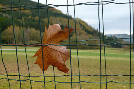 Feuille_dans_le_grillage