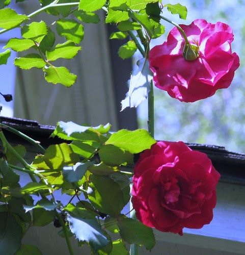 Don Juan Rose