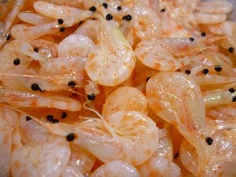 良型グレ釣りはllボイルオキアミが最適 ベイトネット釣り情報