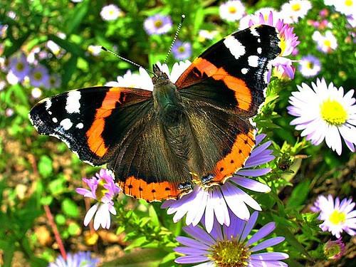 butterflies facts, Beutiful Butterfly, Butterfly Picture, Best Butterfly