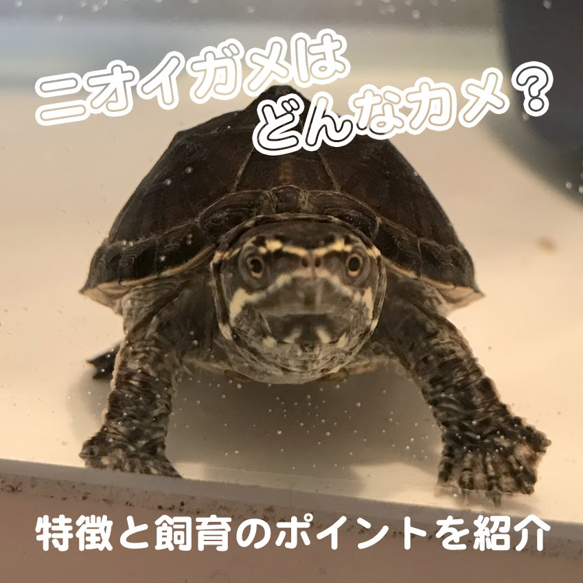 ニオイガメはどんなカメ 特徴と飼育のポイントを紹介