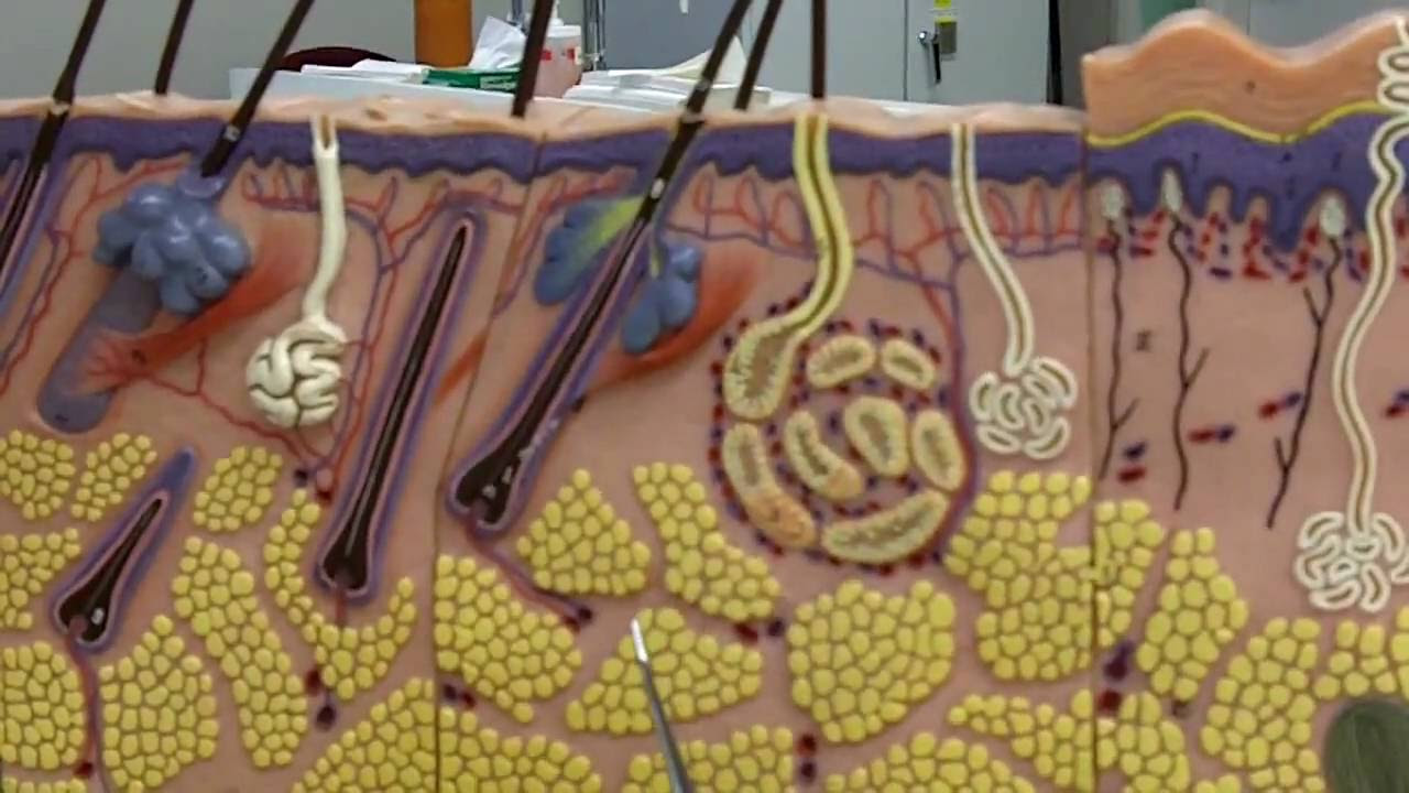 Layers of Skin - YouTube