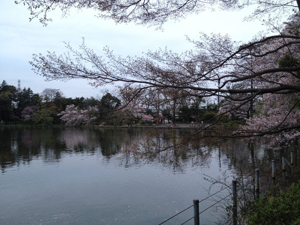 15桜の満開 善福寺公園 いのぜん 井の頭公園vs善福寺公園