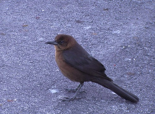 common grackle female. Female Common Grackle