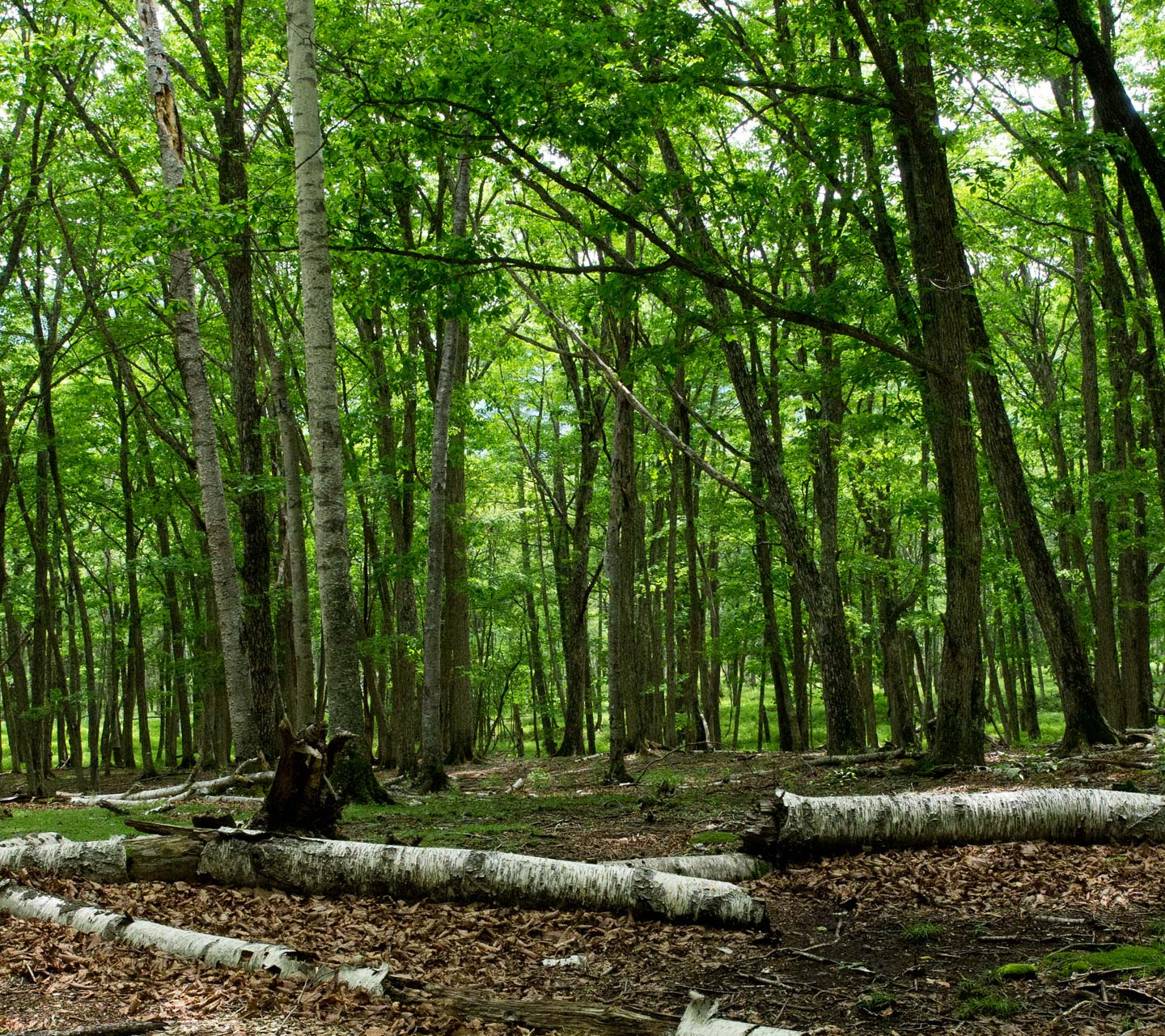 初夏の森 スマートフォン無料壁紙 1440 1280 Android向け